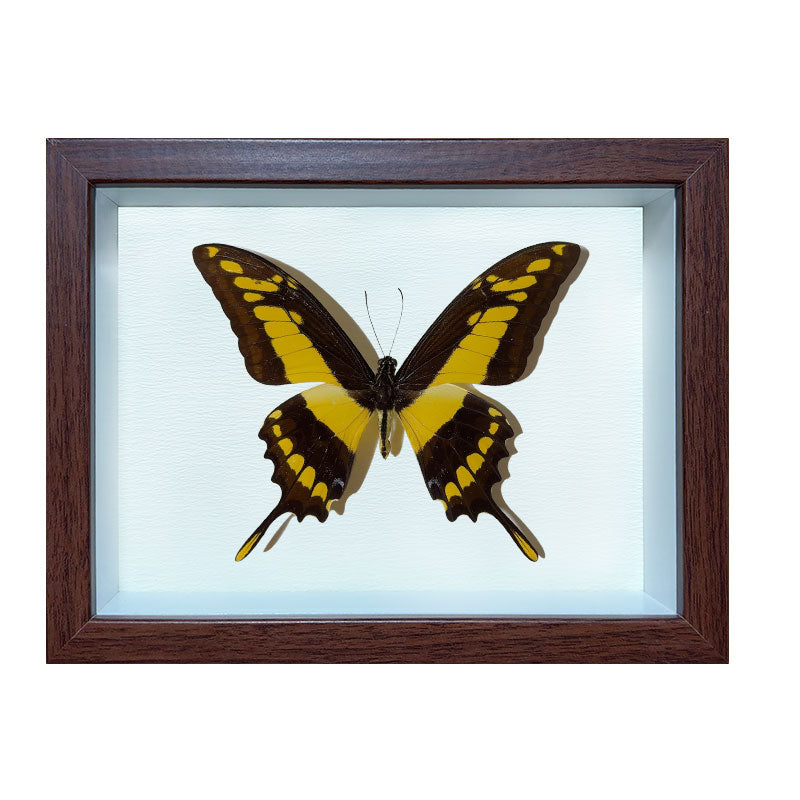Papilio thoas Handmade Butterfly Specimen Frame