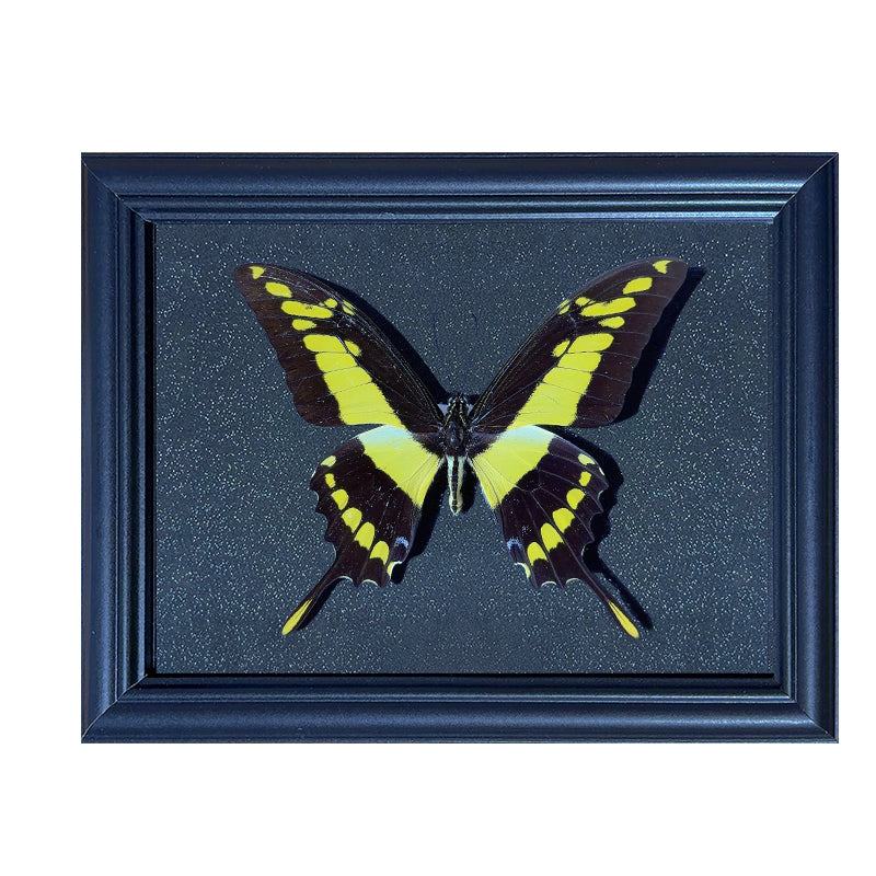 Papilio thoas Handmade Butterfly Specimen Frame