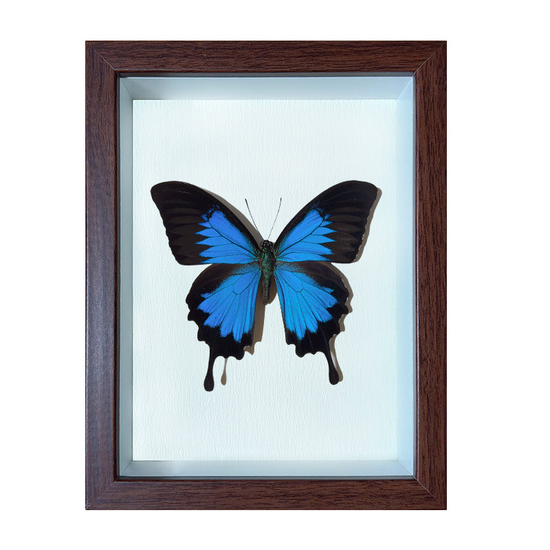 Papilio ulysses Handmade Butterfly Specimen Frame