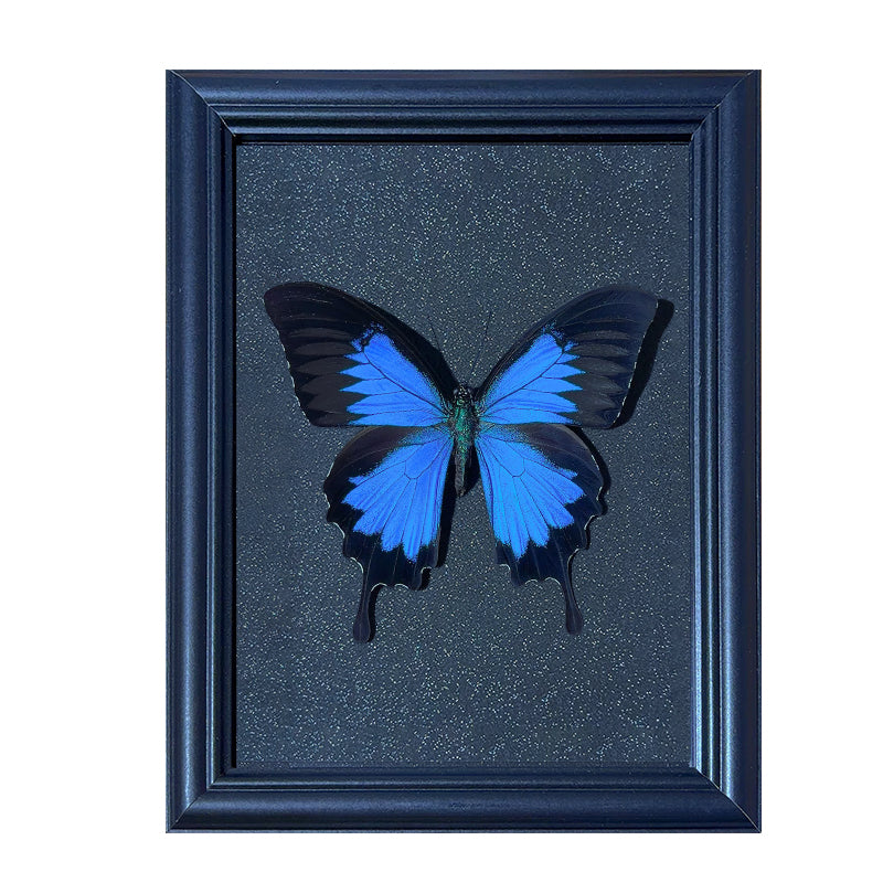 Papilio ulysses Handmade Butterfly Specimen Frame