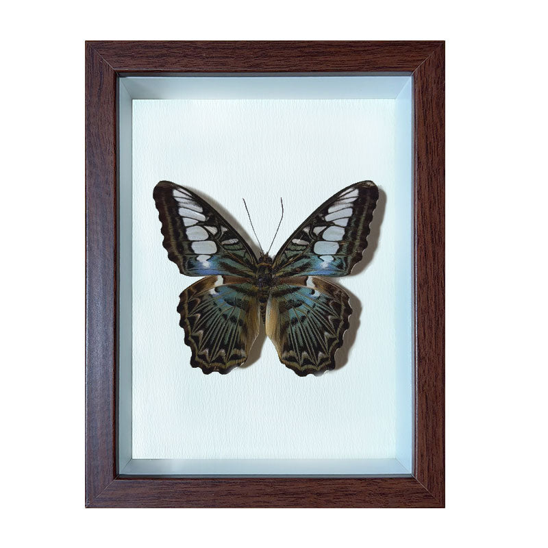 Parthenos sylvia Handmade Butterfly Specimen Frame