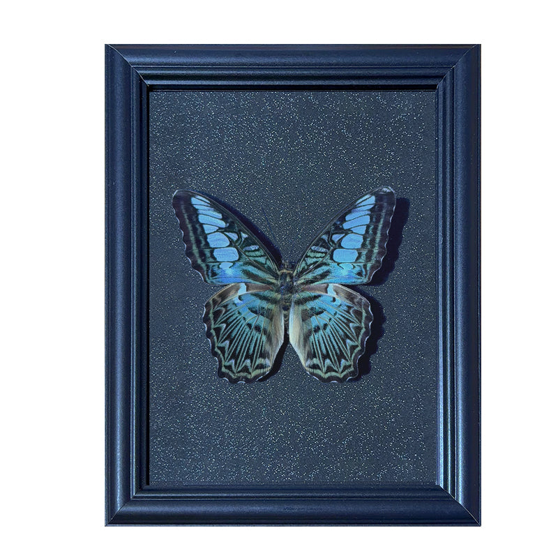 Parthenos sylvia Handmade Butterfly Specimen Frame