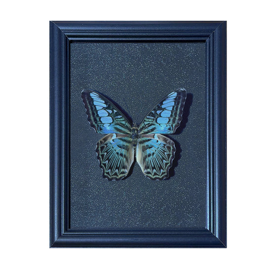 Parthenos sylvia Handmade Butterfly Specimen Frame