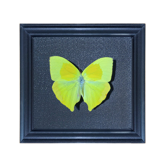 Phoebis philea Handmade Butterfly Specimen Frame