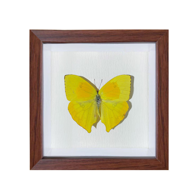 Phoebis philea Handmade Butterfly Specimen Frame