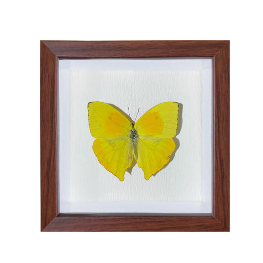 Phoebis philea Handmade Butterfly Specimen Frame