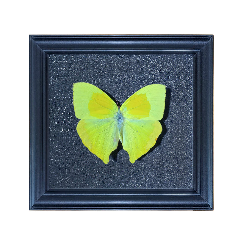 Phoebis philea Handmade Butterfly Specimen Frame