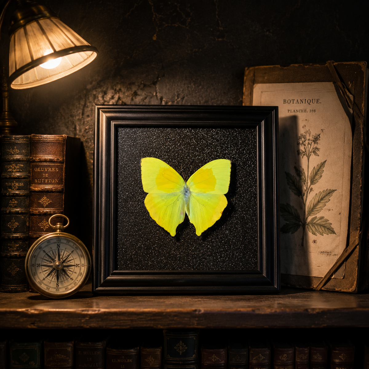 Phoebis philea Handmade Butterfly Specimen Frame Vintage Collection Home Decoration