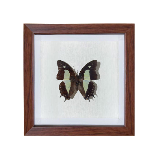 Polyura athamas Handmade Butterfly Specimen Frame