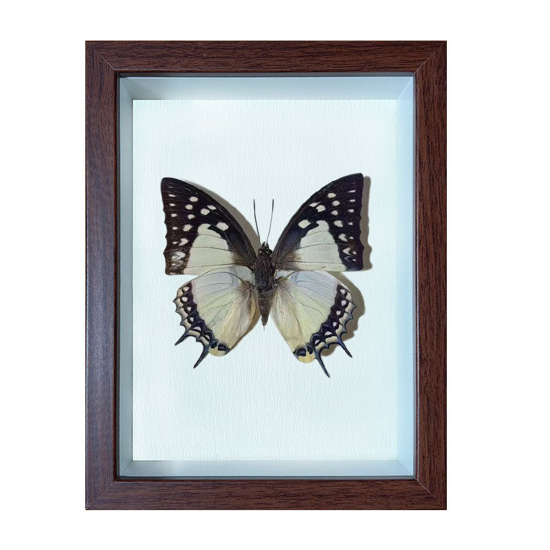 Polyura eudamippus Handmade Butterfly Specimen Frame