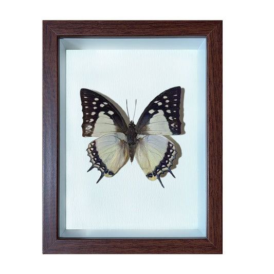 Polyura eudamippus Handmade Butterfly Specimen Frame