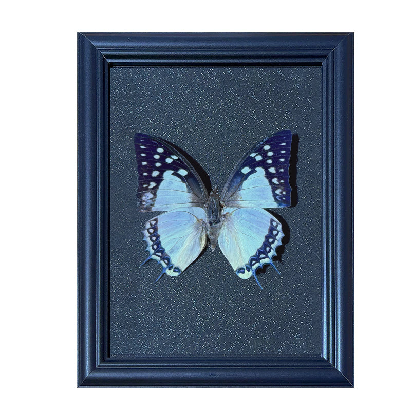 Polyura eudamippus Handmade Butterfly Specimen Frame