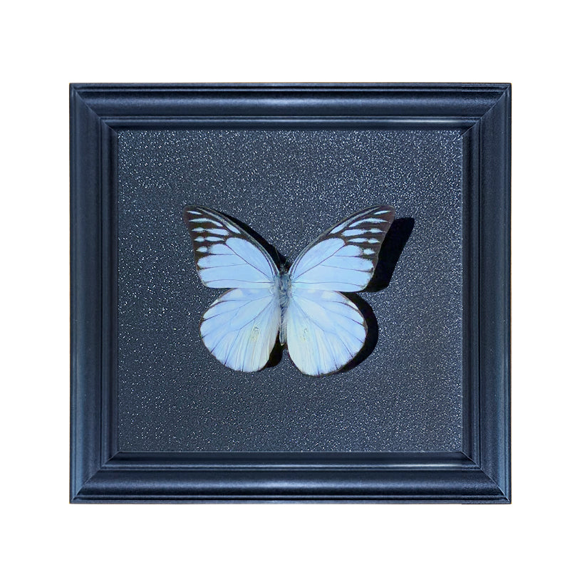 Prioneris thestylis Handmade Butterfly Specimen Frame