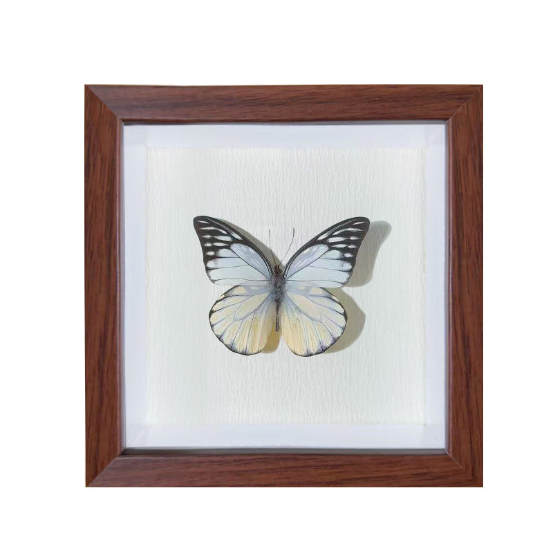 Prioneris thestylis Handmade Butterfly Specimen Frame