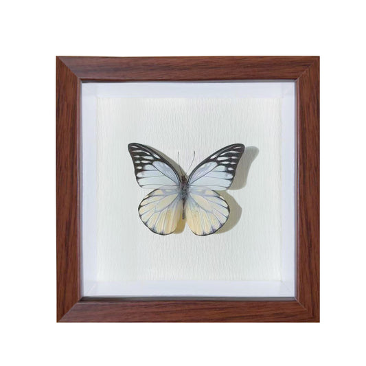 Prioneris thestylis Handmade Butterfly Specimen Frame