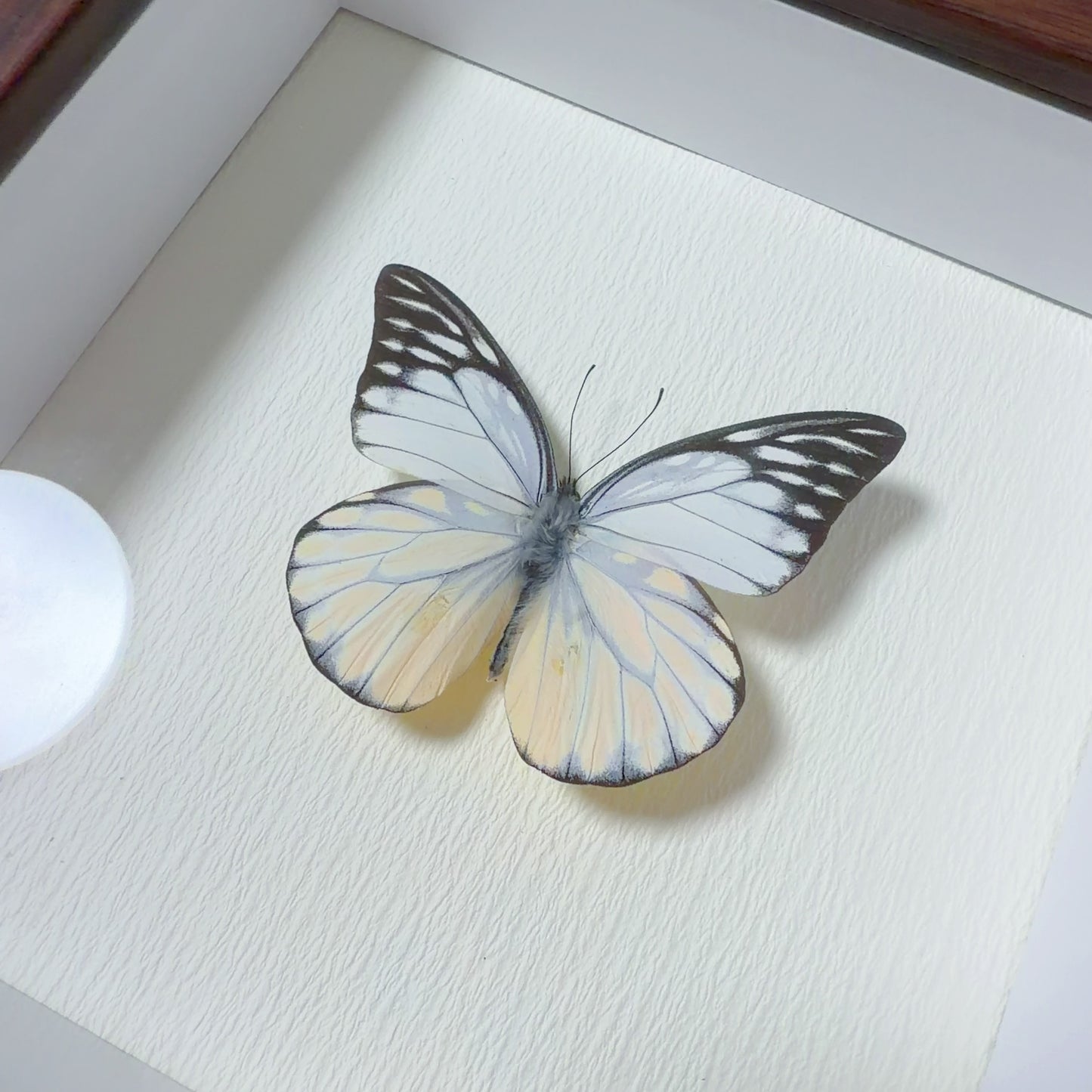 Prioneris thestylis Handmade Butterfly Specimen Frame