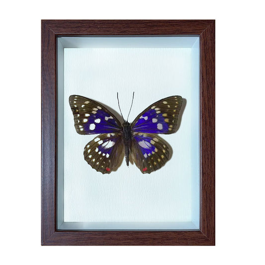 Sasakia charonda Handmade Butterfly Specimen Frame