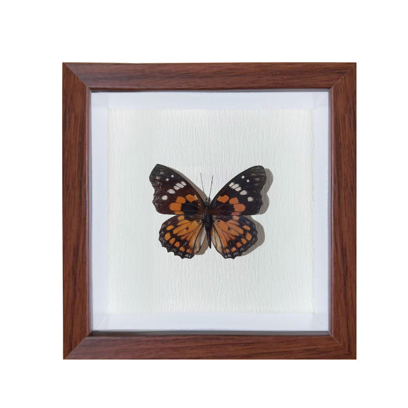 Sephisa chandra Handmade Butterfly Specimen Frame
