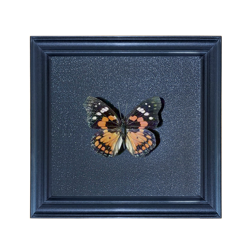 Sephisa chandra Handmade Butterfly Specimen Frame
