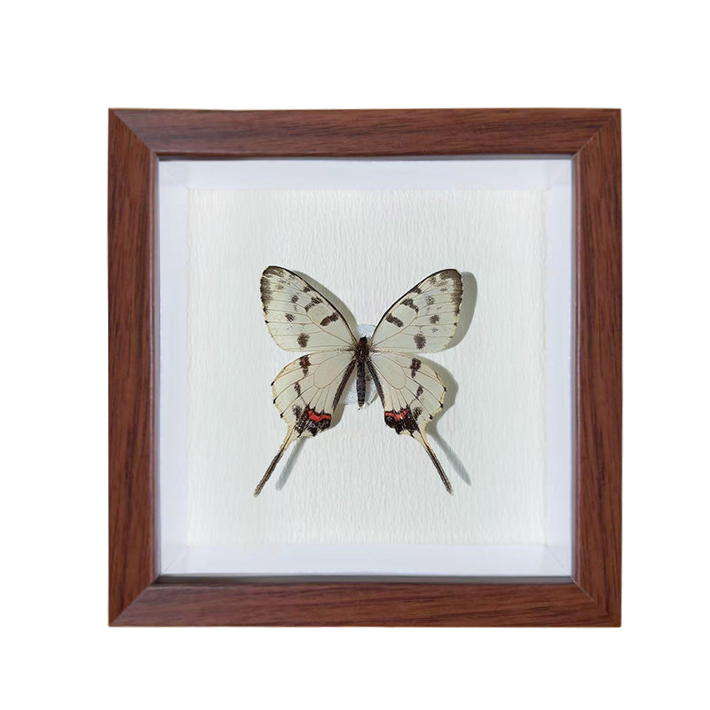 Sericinus montelus,male Handmade Butterfly Specimen Frame