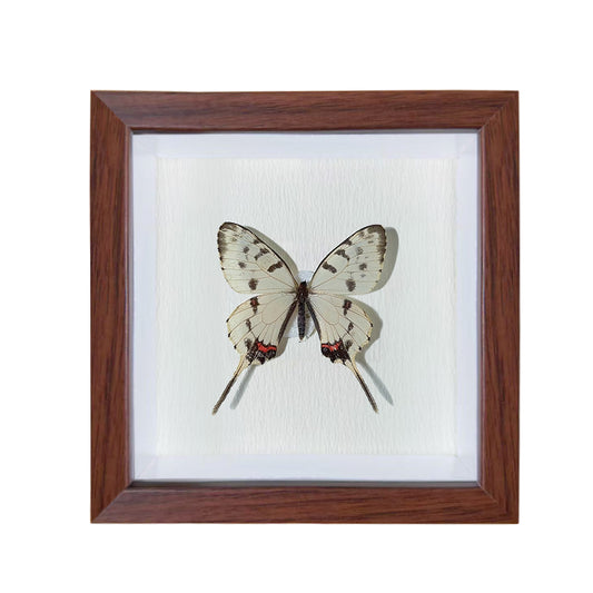 Sericinus montelus,male Handmade Butterfly Specimen Frame