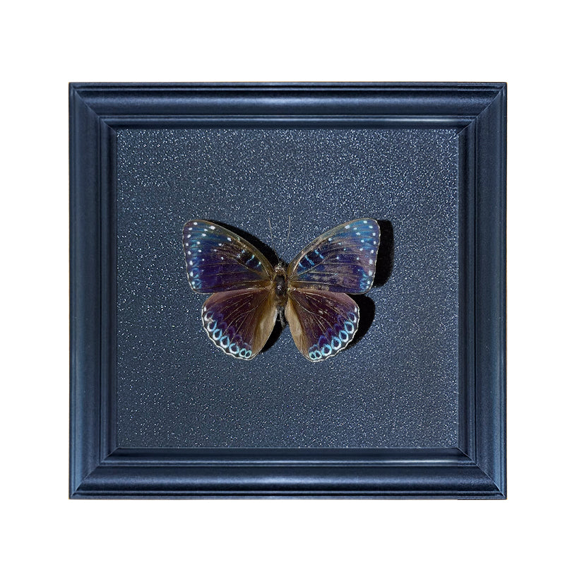 Stibochiona nicea Handmade Butterfly Specimen Frame