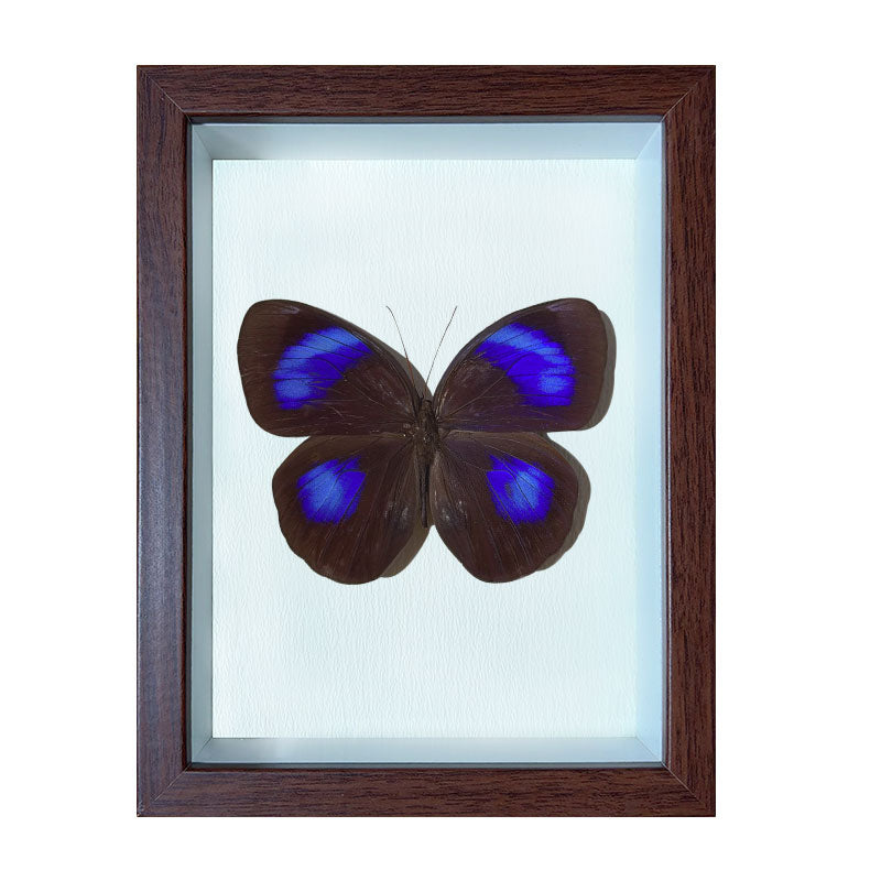 Thaumantis diores Handmade Butterfly Specimen Frame