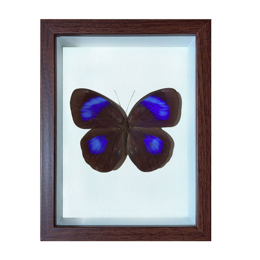Thaumantis diores Handmade Butterfly Specimen Frame