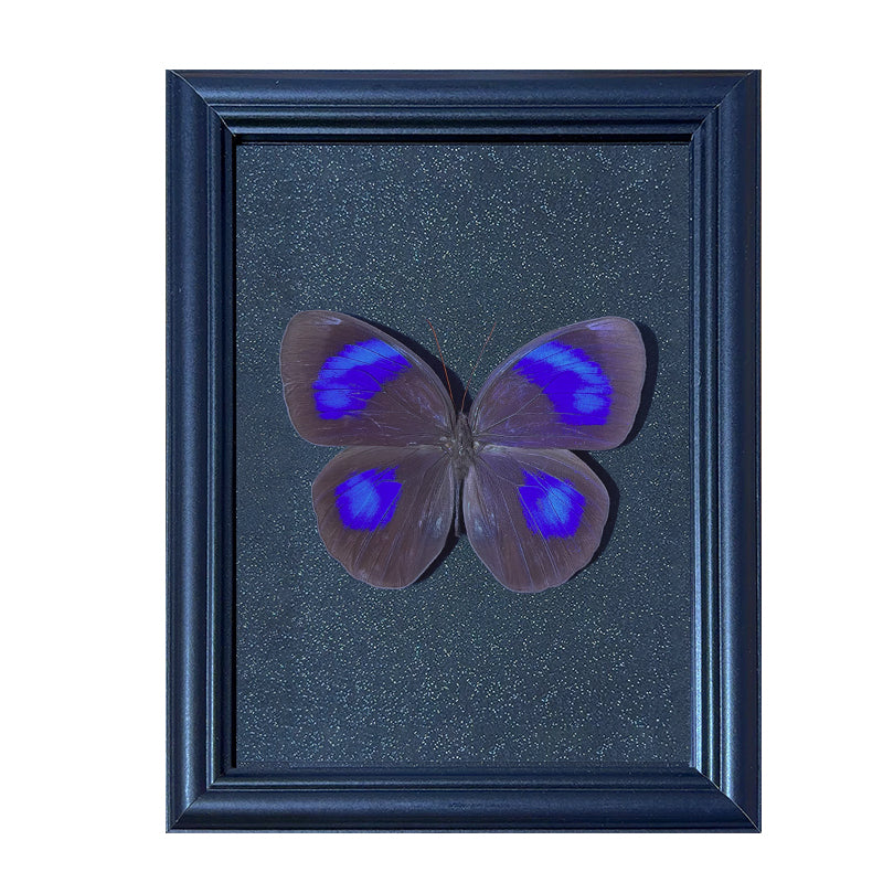 Thaumantis diores Handmade Butterfly Specimen Frame