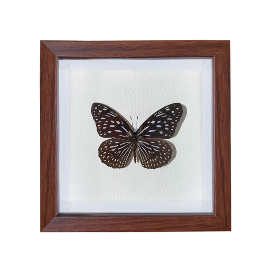 Tirumala limniace Handmade Butterfly Specimen Frame