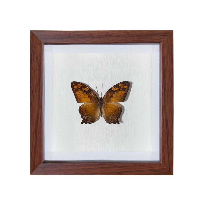 Vagrans egista Handmade Butterfly Specimen Frame