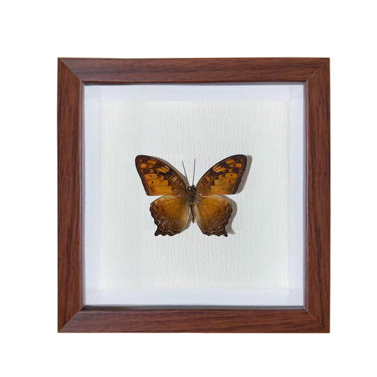 Vagrans egista Handmade Butterfly Specimen Frame