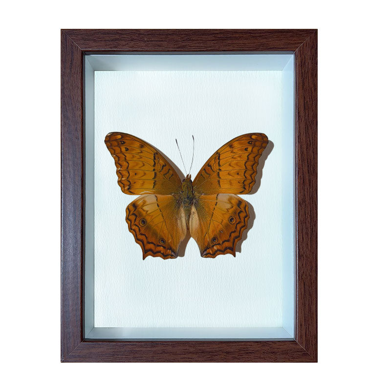 Vindula erota Handmade Butterfly Specimen Frame