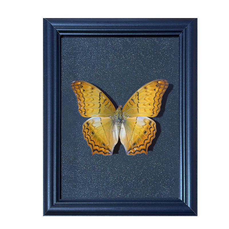 Vindula erota Handmade Butterfly Specimen Frame